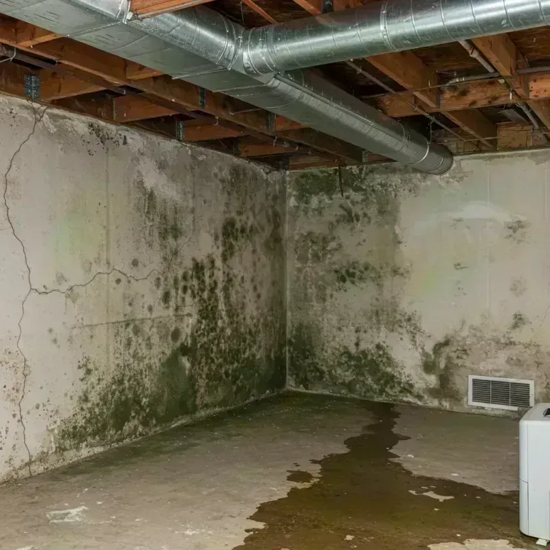 Professional Mold Removal in Saint Clair, MO